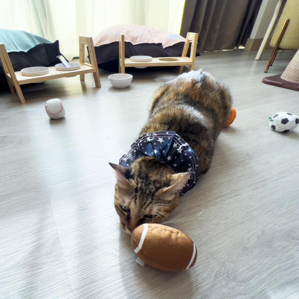 Formosan Naruwan Hotel T'ai-tung Buitenkant foto A cat wearing a buster collar